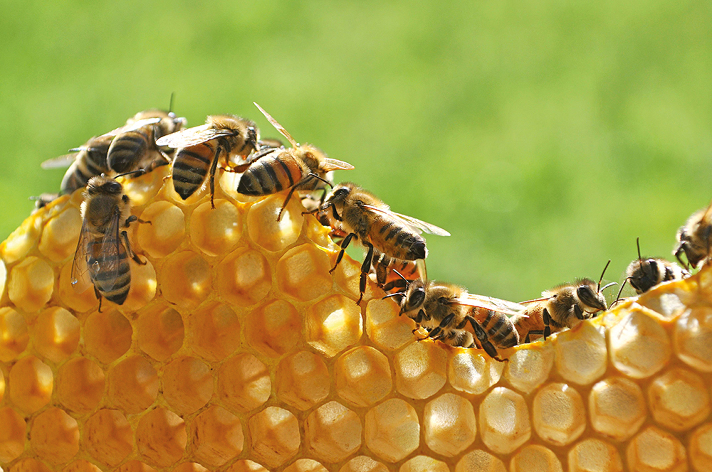 bees honey